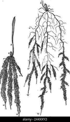 Comment les cultures growA traité sur la composition chimique, la structure, et de la vie de l'usine, pour tous les élèves de l'agriculture .. . Asthey étendre dans le sol, natijrally closecontact sont mis en avec ses particules. Ce contact est beaucoup plus qu'timate a été généralement supposé. Si nous carefuUylift un jeune plant de blé de la terre sèche, nous thateach avis radicelle est revêtu d'un sol de l'enveloppe. Cette annonce-heres avec beaucoup de ténacité, de sorte qu'shakingfails doux à déplacer, et s'il est principalement éliminé par vigor-ous l'agitation ou de lavage, les poils racinaires sont soit foundto être cassé, ou dans Banque D'Images