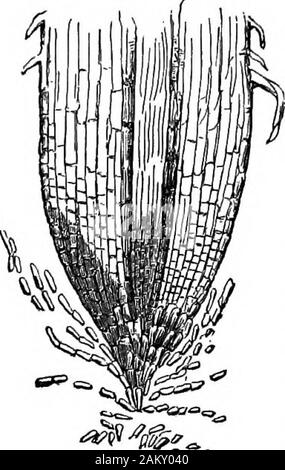 Comment les cultures growA traité sur la composition chimique, la structure, et de la vie de l'usine, pour tous les élèves de l'agriculture .. . Plus petite des pores, ou divisions. Il islikewise la raison qu'une racine, qui a été coupé intransplanting ou autrement, ne jamais s'étend ensuite. inlength Bien que les parties les plus anciennes des racines des arbres et oTthe soi-disant cultures racines acquérir un diamètre considérable,les racines par lesquelles un plaat rss sont habituellement thread-likeand très souvent mince. SpongioleSi-les pointes des radicelles ont été termedspongioles spongelets, ou, de l'idée que leur textureadapts-les esp Banque D'Images