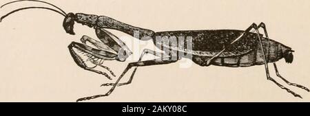 L'entomologie pour les débutants ; pour l'utilisation de jeunes gens, fruitgrowers, les agriculteurs et les jardiniers ; . FIG. 47. À Mantis, Caroline devin. La taille naturelle, est constitué d'autres insectes. Les oeufs pondus dans les gros trousseaux sur diverses plantes. Banque D'Images