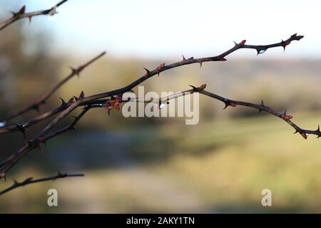 La rosée chute sur les branches de la rosehip au début du printemps Banque D'Images