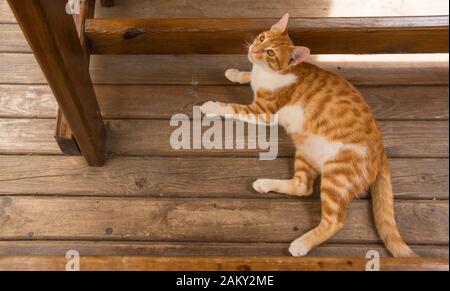 Un chat de rue masculin dans se détend sous une table en bois à Agva dans le quartier Sile de la province d'Istanbul, en Turquie Banque D'Images