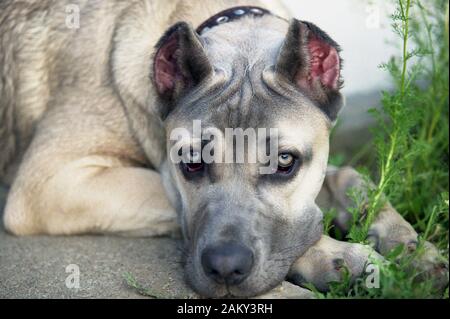 Jeune Chien De Canne Corso, Lituanie, Vilnius. Banque D'Images