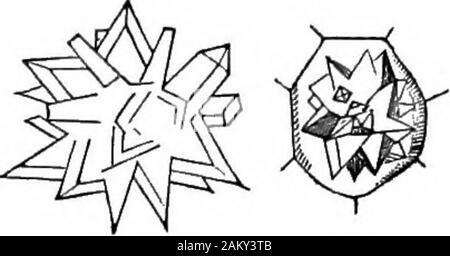 Comment les cultures growA traité sur la composition chimique, la structure, et de la vie de l'usine, pour tous les élèves de l'agriculture .. . 193 COMMENT LES CULTURES SE DÉVELOPPER.. Fig.abondante. 34. Dans la racine de la jeune bean, Sachs a trouvé un anneau de cellules contenant des cristaux,sulfate de chaux. {Sitzungsberichte der Wien. Akad., 37, p. 106.)Bailey obsei-ved dans certainparts de l'écorce intérieure des thelocust une série de cellules, eachof -qui contient un cristal.Dans l'oignon-lampe, et bien d'^g 25. D'autres plantes, les cristaux sont gris (struct. Botanique, 5e éd., p. 59.)Instances sont ne pas vouloir dans laquelle il y a un obviousexcretion de mineur Banque D'Images