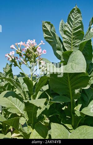 tabac, plantes et fleurs, nicotiana tabacum, solanaceae. Banque D'Images