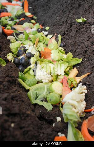 Les déchets alimentaires verts placés directement dans une tranchée de potager pour pourrir en hiver et donner aux cultures affamées de la saison suivante un coup de fouet nutritif. ROYAUME-UNI Banque D'Images