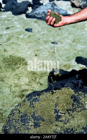 Un homme est titulaire d'une poignée de sable vert humide il saisit jusqu'à distance à l'Papakōlea Beach près de la pointe sud de la Grande Île d'Hawaii à Hawaii, USA. Les rares à sable vert est créé par la fragmentation des cristaux d'olivine, un minéral à partir d'un cône de scories de lave qui se sont formées au cours d'une éruption du volcan Mauna Loa près de 49 000 ans. Papakōlea Beach, également connu sous le nom de Mahana Beach, est plus communément appelé Green Sand Beach et est l'un des quatre plages du monde qui apparaissent en vert en raison de la grande quantité de cristaux d'olivine vitreux denses qui composent la majeure partie du sable. Banque D'Images