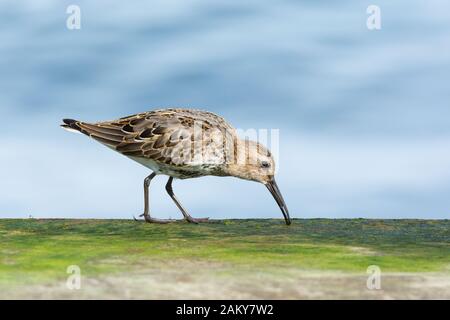 Dunlin (Calidris alpina) se nourrissant sur la brise-lames mossy, côte de la mer Baltique, Pologne, Europe Banque D'Images