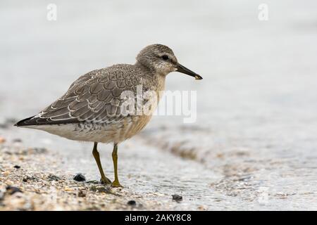 Nœud rouge, Calidris canutus, juvénile sur la côte de la mer Baltique, Pologne Banque D'Images