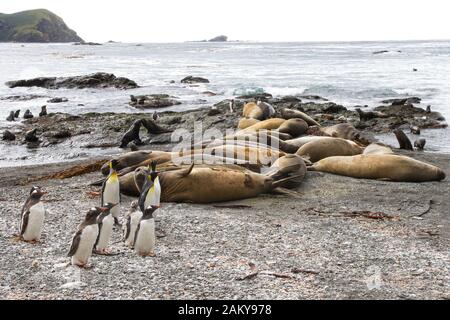 Des phoques à éléphant, des manchots de roi et des manchots de gentoo sur une plage au sud de la Géorgie, en Antarctique Banque D'Images