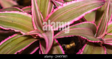 Gros plan de l'étoile rose Cryptanthus binivittus Banque D'Images