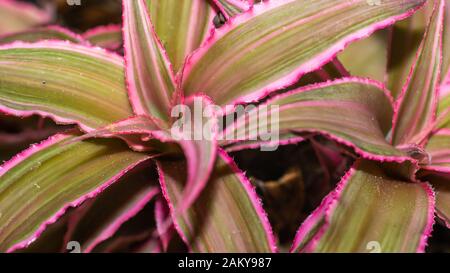 Gros plan de l'étoile rose Cryptanthus binivittus Banque D'Images