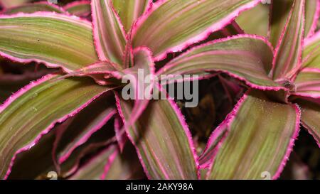 Gros plan de l'étoile rose Cryptanthus binivittus Banque D'Images