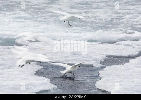 Pétrel de neige par temps venteux sur les glaces, Snow Hill, Antarctique Banque D'Images