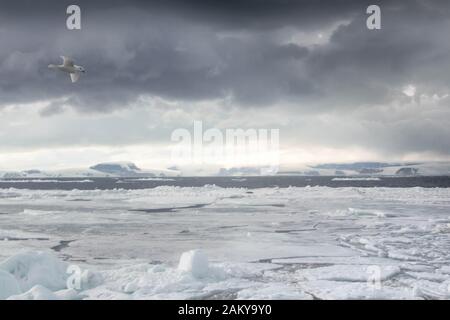 Snow Petrel survolant la glace de mer avec des nuages lenticulaires sombres en arrière-plan, Snow Hill, Antarctique Banque D'Images