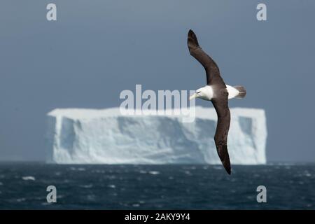 Albatros à sourcils noirs devant un iceberg, Géorgie du Sud, Antarctique Banque D'Images