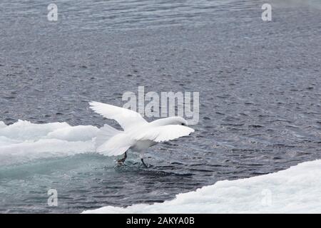 Pétrel de neige par temps venteux sur les glaces, Snow Hill, Antarctique Banque D'Images