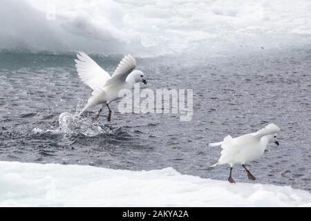 Pétrel de neige par temps venteux sur les glaces, Snow Hill, Antarctique Banque D'Images