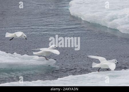 Pétrel de neige par temps venteux sur les glaces, Snow Hill, Antarctique Banque D'Images