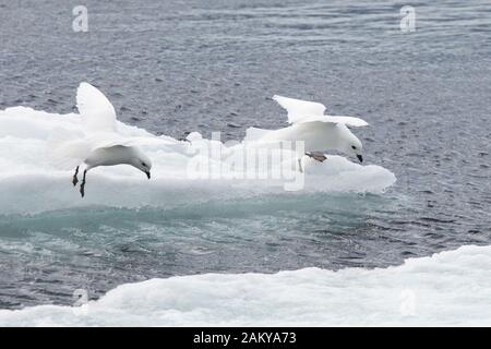 Pétrel de neige par temps venteux sur les glaces, Snow Hill, Antarctique Banque D'Images