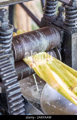 Le jus de canne à sucre ayant un débordement de Vinales, Cuba , il Banque D'Images