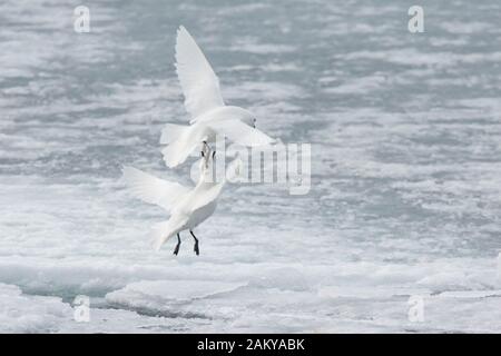 Pétrel de neige par temps venteux sur les glaces, Snow Hill, Antarctique Banque D'Images