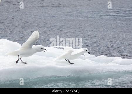 Pétrel de neige par temps venteux sur les glaces, Snow Hill, Antarctique Banque D'Images