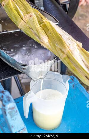 Le jus de canne à sucre ayant un débordement de Vinales, Cuba , il Banque D'Images