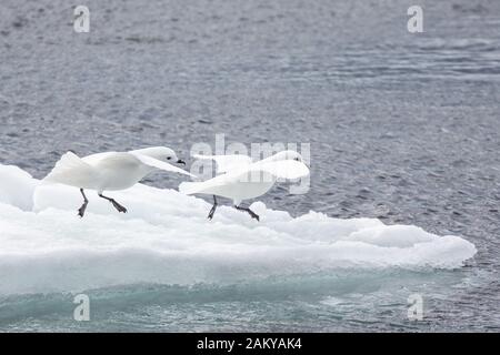 Pétrel de neige par temps venteux sur les glaces, Snow Hill, Antarctique Banque D'Images