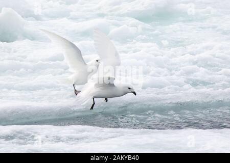 Pétrel de neige par temps venteux sur les glaces, Snow Hill, Antarctique Banque D'Images