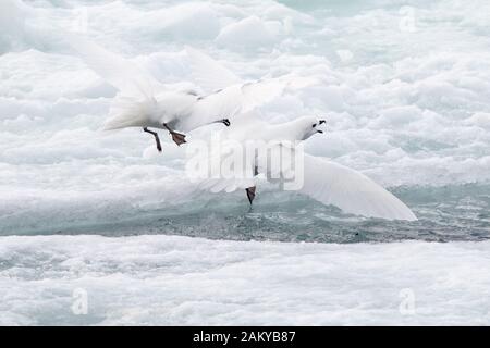 Pétrel de neige par temps venteux sur les glaces, Snow Hill, Antarctique Banque D'Images