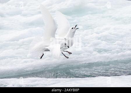 Pétrel de neige par temps venteux sur les glaces, Snow Hill, Antarctique Banque D'Images