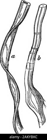 Comment les cultures growA traité sur la composition chimique, la structure, et de la vie de l'usine, pour tous les élèves de l'agriculture .. . Fig. 10. Le revêtement extérieur, ou un mur, de la cellule est la cellulose. Thissubstance est par conséquent le squelette ou cadre de theplant, et la matière qui donne à ness et la solidité de ses parties. Towater suivante c'est le plus abondant dans le corps. monde de légumes Toutes les plantes et toutes les parties de tous les plantscontain la cellulose, mais il est relativement mostabundant dans leurs tiges et leurs feuilles. Il Inseeds forme une grande partie de l'enveloppe,shell, ou autres revêtement externe, mais dans theinterior Banque D'Images