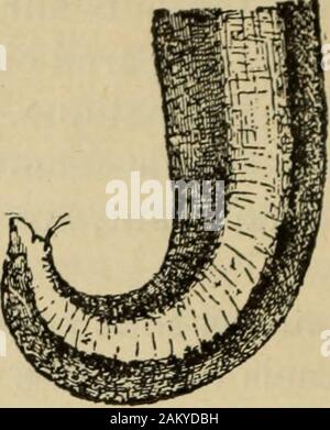 Traité de médecine et de thérapeutique . Fig. 49. - Ascaride lombricoïde ; extrémité pos-térieure du mâle. val. Dans les deux sexes, la bouche de estpourvue trois lèvres, une supérieure, une définition etdeux munies de papilles;tactiles lappareil represents labial bouton l'ONU trilobé Banque D'Images