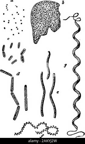 Première leçon de zoologie : adapté pour utilisation dans les écoles . Fig. 2.-Eed-neige, une plante,c, cils vibratiles ; n, noyau. (Haute-ly agrandie.) Fio. 3.-AMonad. c, cilia;n, noyau ; cv, tuile-contrac vésicule. Les différences entre les plantes et les animaux.-^Anychild peut voir qu'une fougère, ou lily, ou de l'orme-tree sont très im- 4 PREMIÈRES LEÇONS DE ZOOLO&T. comme un poisson ou un chien. Des animaux tels que celles-ci diffèrent des arbres dans liliesor pouvoir moTe sur, d'avoir un estomac,le cœur, les yeux, les oreilles, un nez, les nerfs et les muscles. Mais quand weplace sous le microscope le red-neige ou une usine similaire(Fig. 2) et la comparer avec une monade (Fig. Banque D'Images