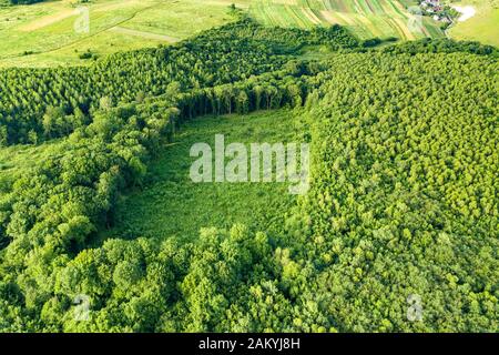Vue aérienne du haut vers le bas l'été vert forêt avec grande zone de couper des arbres en tant que résultat de la déforestation mondiale de l'industrie. L'influence humaine sur le dangereux w Banque D'Images