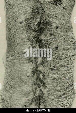 Les maladies du porc, avec référence à particulier hog-choléra . puis thoroughlydouche la carcasse et le sol sous et autour avec thesolution. Un deuxième seau de solution doit être fourni pour washingknives et autres instruments utilisés lors de l'examen. Avec la carcasse sur le dos, l'examen devrait d'abord être madeof l'apparence externe de la peau, en particulier dans le axillaryregion juste à l'intérieur des pattes avant, dans les flancs, autour des oreilles, sur le museau et des yeux, pour l'apparition de rougeurs de theskin, qui est une conclusion commune dans cette maladie. Les lésions de la stat juste SKINAs Banque D'Images
