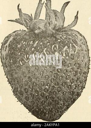 Les fraisiers cultivés en pot . différentes variétés de la fraise ; une grande dif-ference en effet. Nous sommes des pionniers dans growingpot-fraisiers cultivés, grownmany ayant des milliers d'entre eux en 1877, et de plus en plus havecontinued dans les numéros a augmenté chaque année depuis lors. Nous n'avons pas seulement appris à growthem dans la meilleure façon, mais aussi comment les topack pour expédition, dans la manière theyshould être emballés. 4 J. T. LOVETT, INC., peu d'argent, N. J. POT-FRAISIERS CULTIVÉS :, les plantes cultivées en pot, douzaine, 75c. ; 100, $5.00 Sauf indication contraire. Pour le prix par lot de 500 plantes ou plus, s'il vous plaît mail liste, Banque D'Images