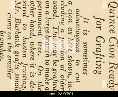 Luther Burbank, ses méthodes et les découvertes et leur application pratique ; préparée à partir de ses notes de terrain d'origine, couvrant plus de 100 000 expériences faites pendant quarante années consacrées à l'amélioration des végétaux . LUTHER BURBANK trois pouces de l'oeuf, tous les bourgeons au sametime retirés, sauf celui inséré le seasonbefore. Ainsi, la vigueur de l'arbre est jeté dans le nouveau bourgeon, et d'ici l'automne nous wellbranched ont généralement des arbres de 3 à 6 pieds de haut, en fonction du sol et du climat, de l'unique bourgeon qui wasplaced dans le semis l'été précédent. Parfois, au lieu de laisser les bourgeons Banque D'Images