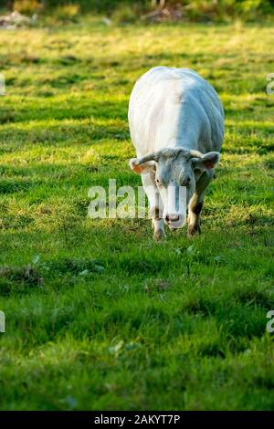 Vache bleue belge blanche, race de viande spéciale sur herbe jour d'été fin d'après-midi, partie flamande, Belgique, Europe. Contact visuel Banque D'Images