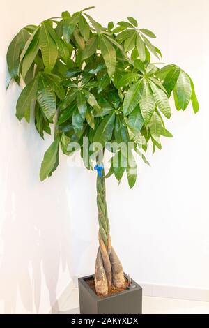 Guyane Chestnut (Pachira Aquatica) plante en pot gris dans le cadre intérieur Banque D'Images