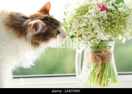 Chat domestique tricolore adultes assis sur la fenêtre avec bouquet de fleurs printanières dans un vase, les fleurs odorantes, printemps Banque D'Images