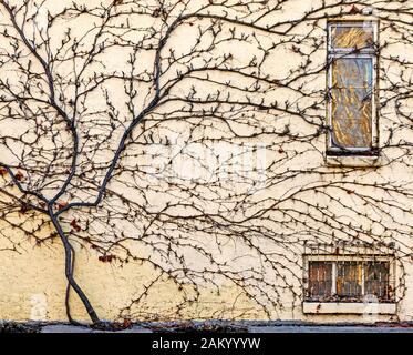 La vigne fait monter un vieux mur Banque D'Images