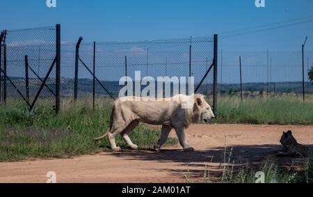 Photo d'un Lion Blanc marchant sur une route Banque D'Images