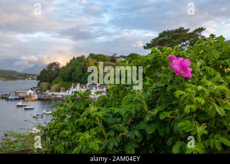 Roses, fuschia, fleurs violettes, et feuillage à Portree, île de Skye, Ecosse au coucher du soleil. Banque D'Images