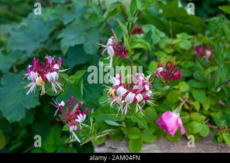 Roses, fuschia, fleurs violettes, et feuillage à Portree, île de Skye, Ecosse au coucher du soleil. Banque D'Images