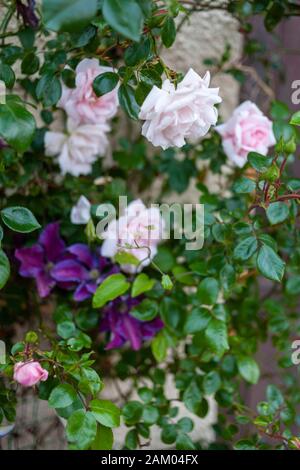 Roses, fuschia, fleurs violettes, et feuillage à Portree, île de Skye, Ecosse au coucher du soleil. Banque D'Images