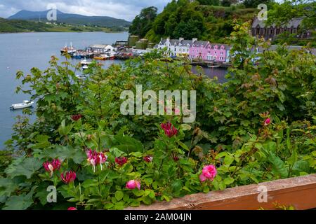 Roses, fuschia, fleurs violettes, et feuillage à Portree, île de Skye, Ecosse au coucher du soleil. Banque D'Images