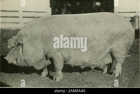 Les maladies du porc, avec référence à particulier hog-choléra . en montre quelques marques noires, la réclamation repeatedlymade Poland-China a été que stock est entré dans le développement de la race. La couleur a été ajoutée à cette revendication aussi par le factthat l'Ohio est l'état dans lequel le Poland-China beendeveloped a porc. M. Todd absolument nie ce fait, toutefois, qu'anddeclares Poland-China sang a jamais été utilisées pour traverser comme thebreed développé par lui. Son explication de la marquage noir CHESTER-blancs 37 trouvés sur le Chester-White est que c'est le résultat de l'originalcross avec le Banque D'Images