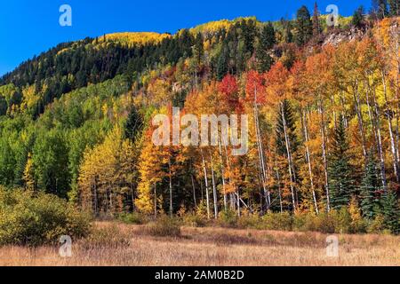 Les Aspen aux couleurs vives de l'automne dans les montagnes de San Juan près de Durango, Colorado