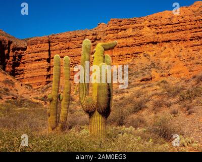 Cactus poussant sur la droite par la route du désert à Cachi San Antonio de los Cobres, Argentine Banque D'Images